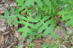 Whiteflower leafcup